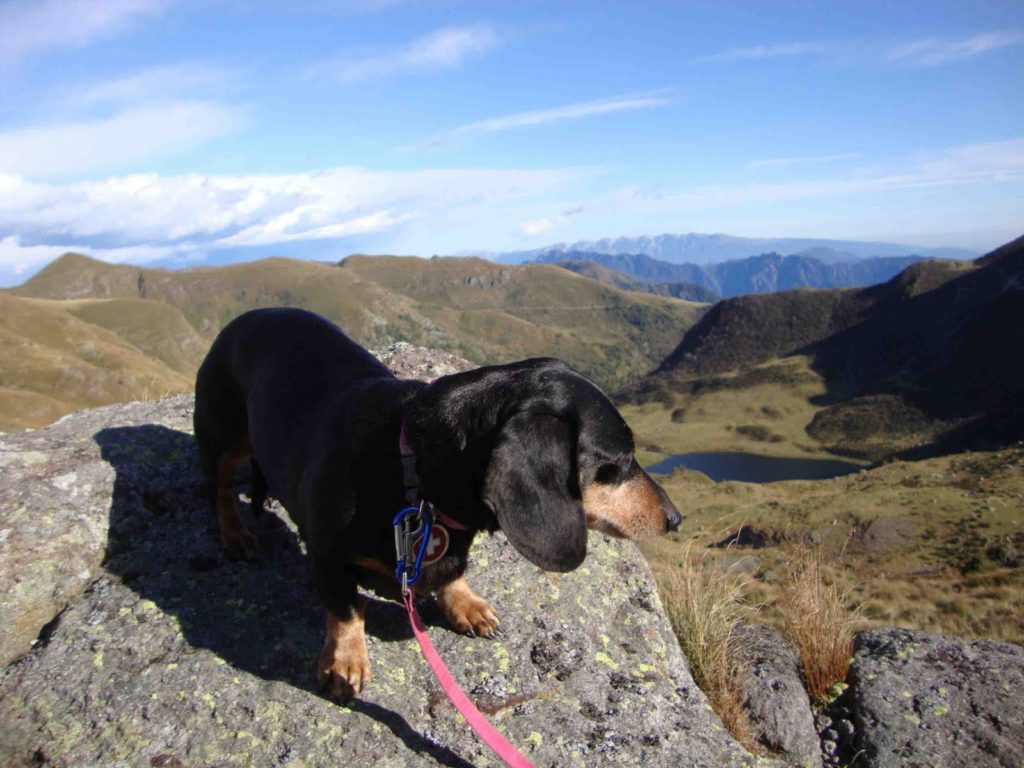 A photo of a sausage dog with his owner