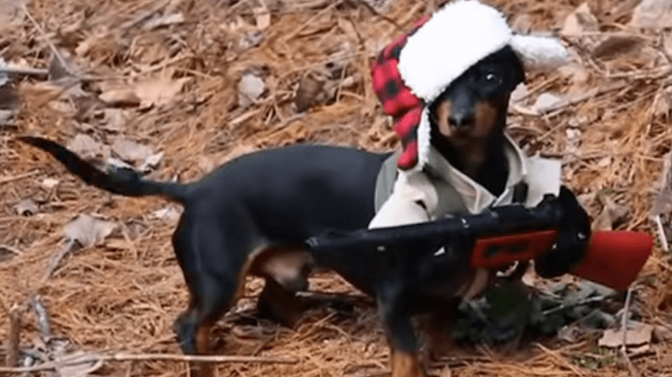 dachshund hunter freeze freeze