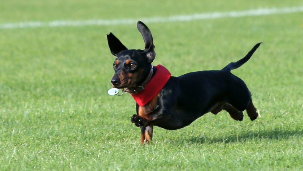 dachshund jumping