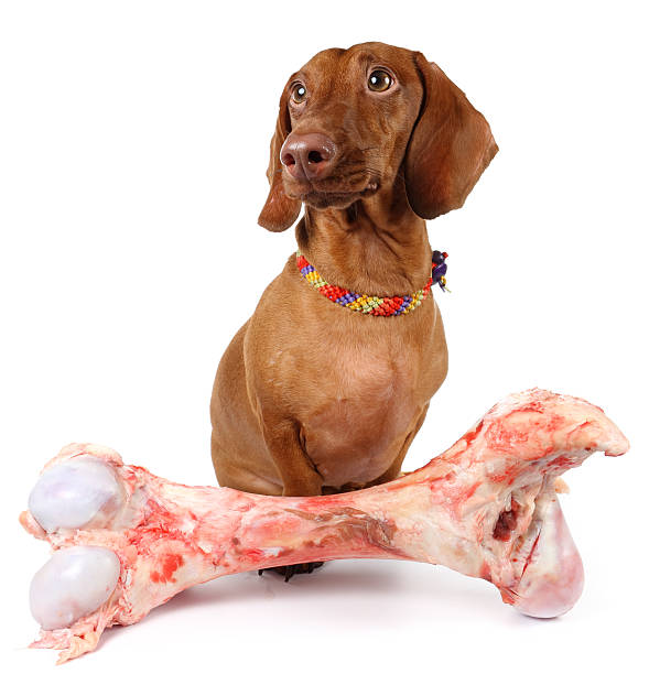 Remember not to let your dachshunds gnaw or eat bones