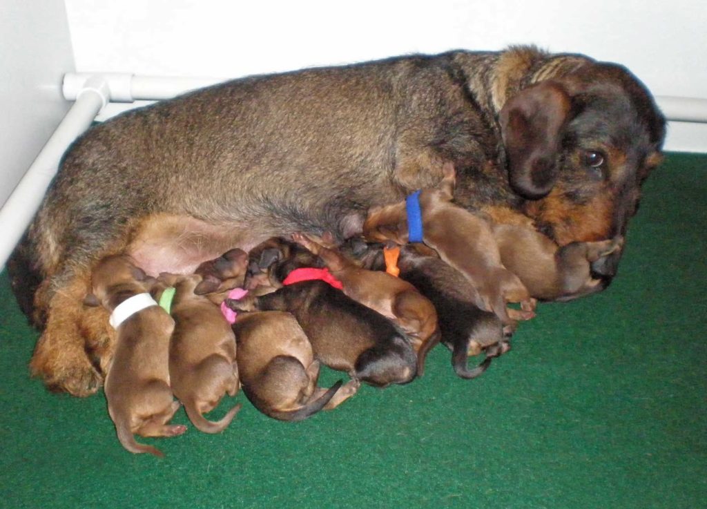 A dachshund mom with 8 puppies