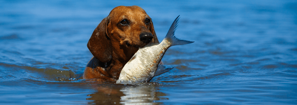 Freshwater fishes are not good for your dachshund puppies