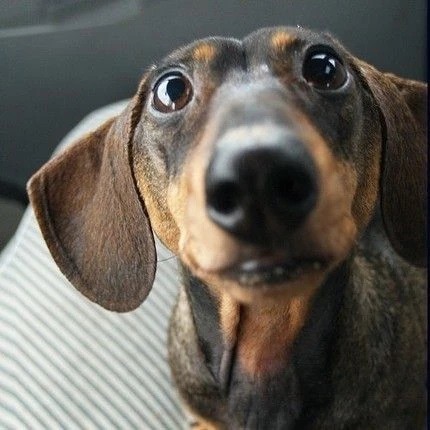 Scientists Found That Dachshund Lovers Love Their Puppies More Than Other Humans 4