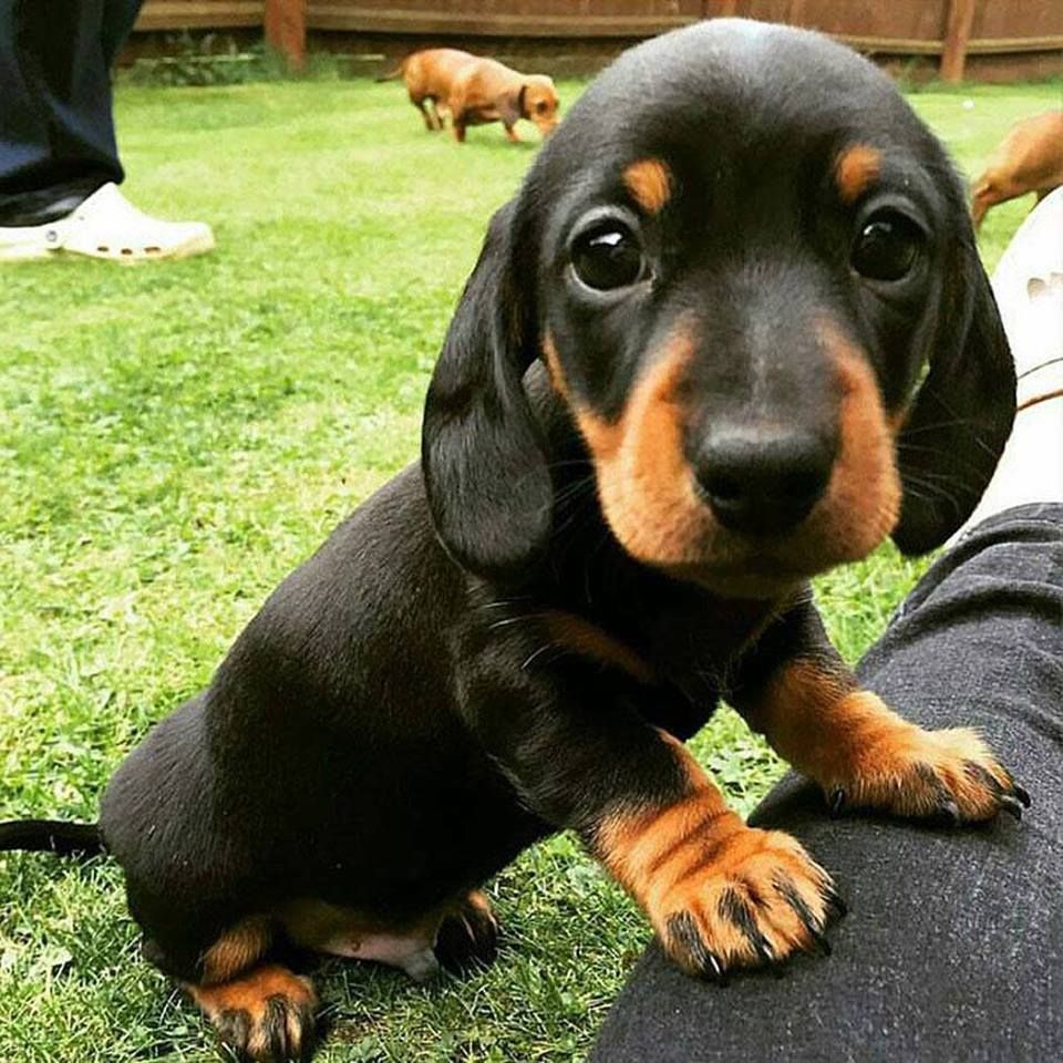 A cute dachshund puppy