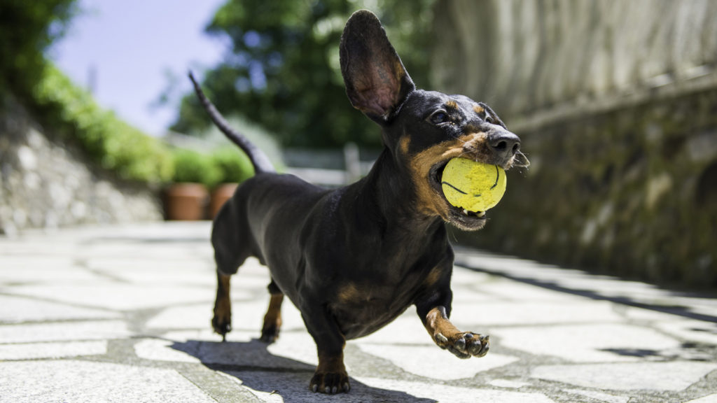 Look daddy! I caught the ball.  I am a talent dachshund