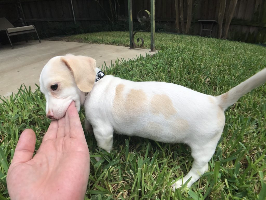 A dachshund puppy biting his owner