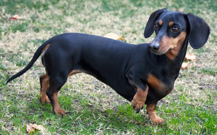 A dachshund showing that his leg is hurt.
