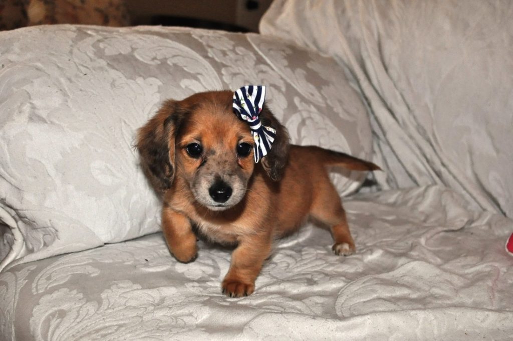 Remember to put a bow on your dachshund puppy