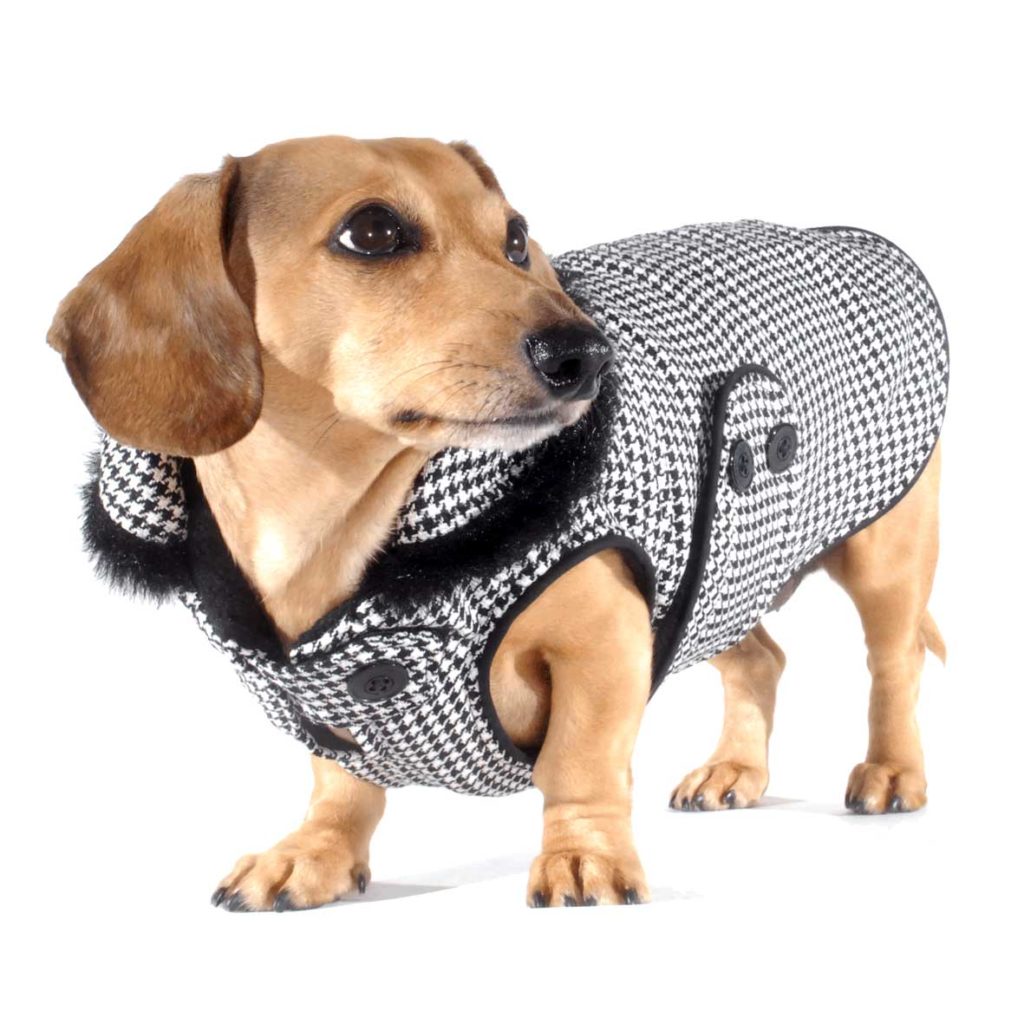 A dachshund looking cool  in a winter suit