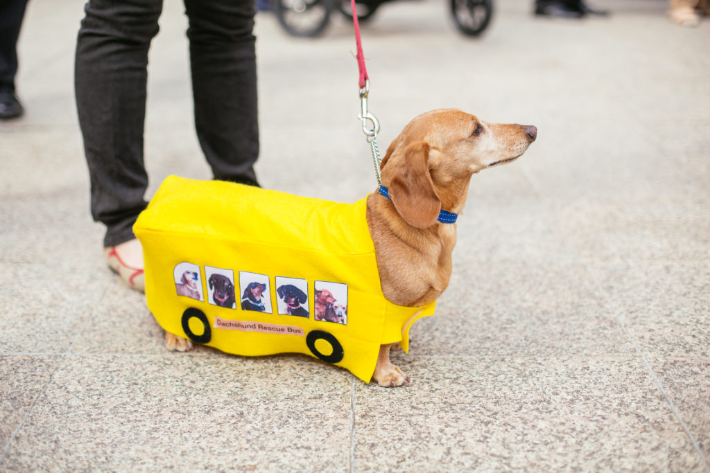 Hello, I am a dachshund not a bus. Please don't be confused
