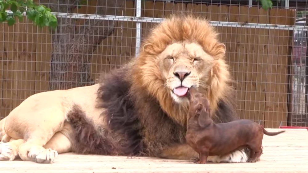 A friendship between a dachshund and a lion