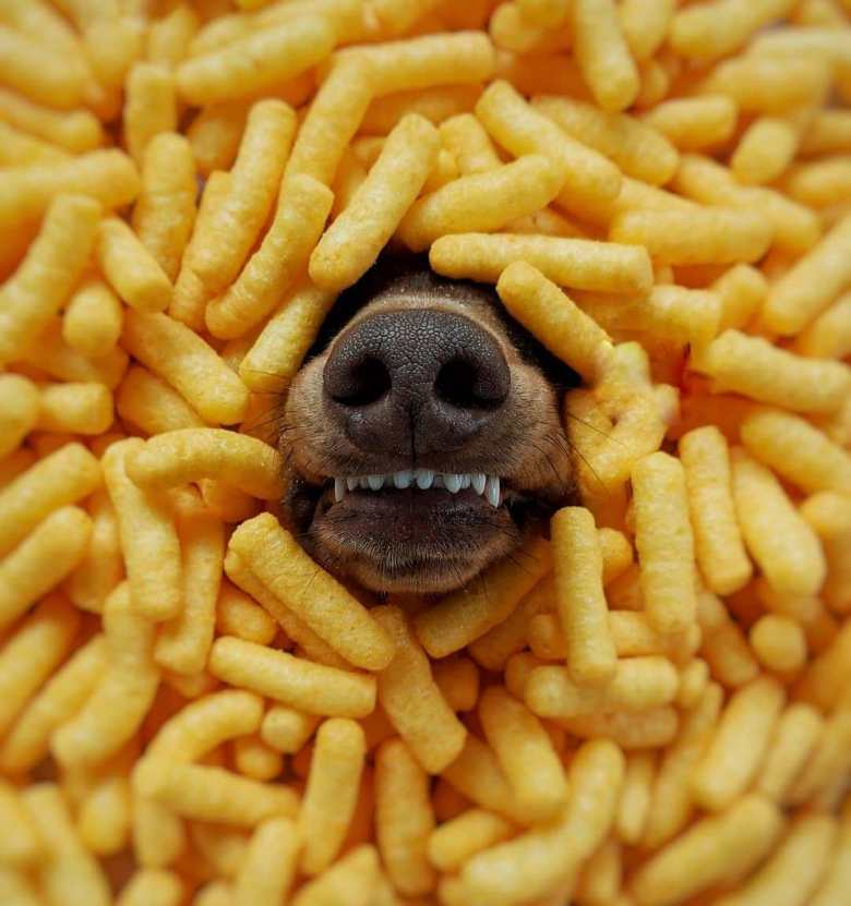 Noodles, bread, beans or potatoes make dachshunds get bloated, indigestion and fermentation in the digestive system 