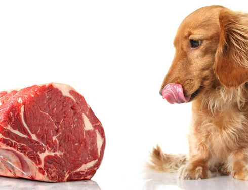 Top foods you should not let your dachshunds eat