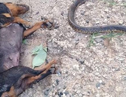 Dachshund Dies In A Fierce Battle With Cobra To Protect Owner's Family
