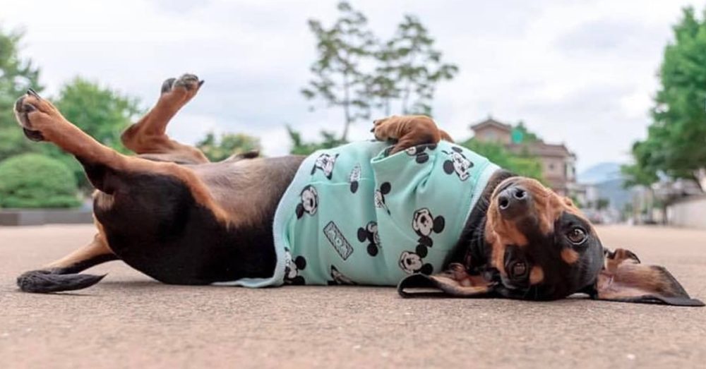 12 Funny Signs Showing That Dachshunds Think They Are Superstars