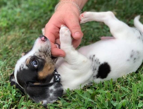 Top 12 Secrets About Dachshunds That Will Make You Surprised