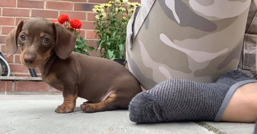 10 Adorable Ways Your Dachshund Puppies Express Love For You