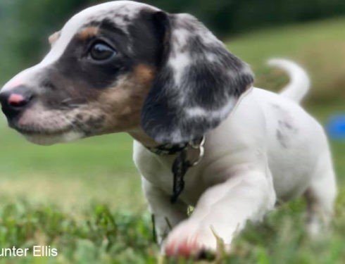 The 10 Health Benefits Of Owning A Dachshund