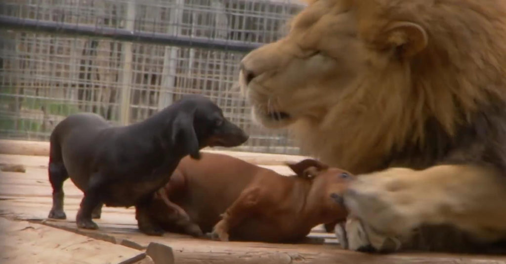 Two Dachshund Getting Lost In A Case Of A Lion And The Result Will Make You Surprised