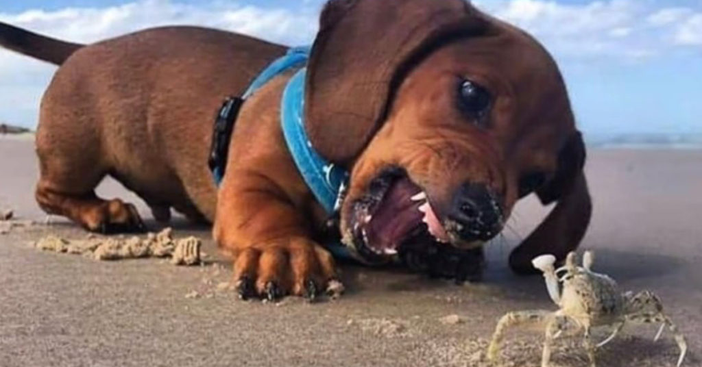 Top 5 Cutest Dogs! Guess The Ranking Of Dachshunds