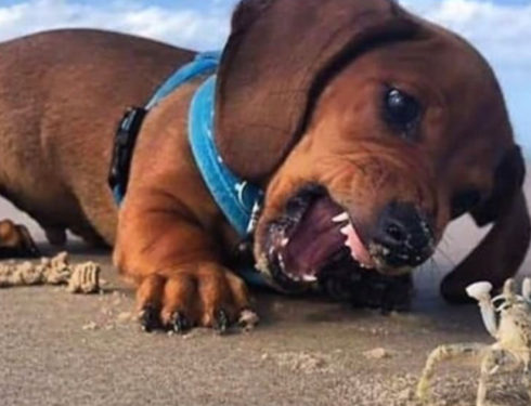 Top 5 Cutest Dogs! Guess The Ranking Of Dachshunds
