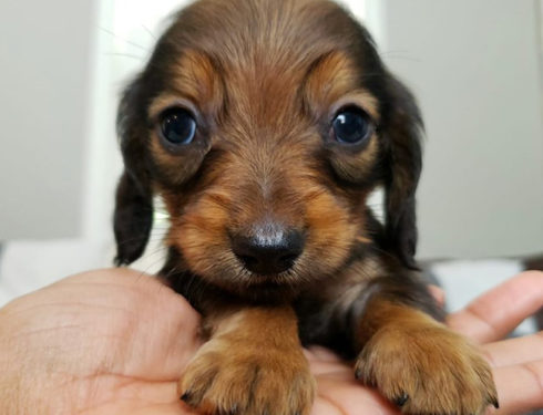 30 Funny Moments Showing That Dachshunds Are The Cutest Dogs