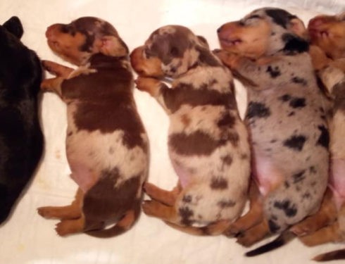 Cute Sleeping Dachshund Dogs