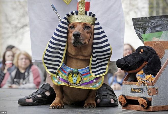 Dachshund Parade Costumes That Are Just Too Cute 1