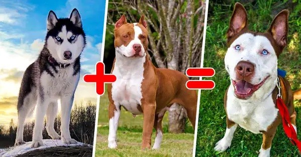 Combination of a Husky and a Pitbull gives a strange dog with a funny appearance