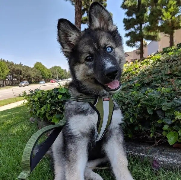 This is a result of a Husky gentle and a Alsace lady. Is he cute?