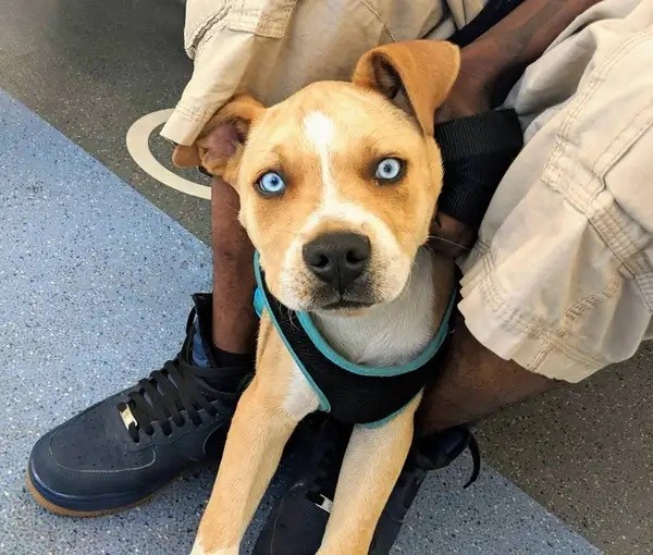 A special dog owning body of Pitbull dad and beautiful blue eyes of Siberian Husky mom.