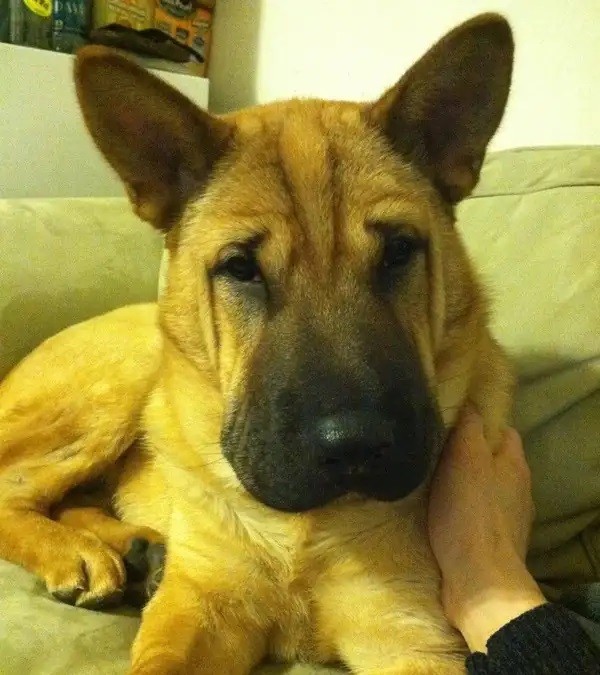 You will wonder what breed the dog is when you see the picture. This is a result of breeding between Alsace and Shar-Pei dog.