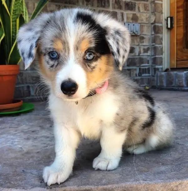 A result of breeding between a Corgi and a Aussie dog breeds will  steal your heart.
