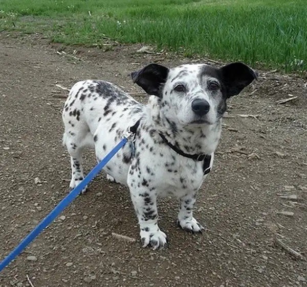 This is Corgi-Dalmatian! Is he like a dairy cow?