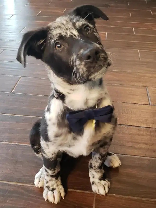 This is Catahoula Leopard. He looks so great