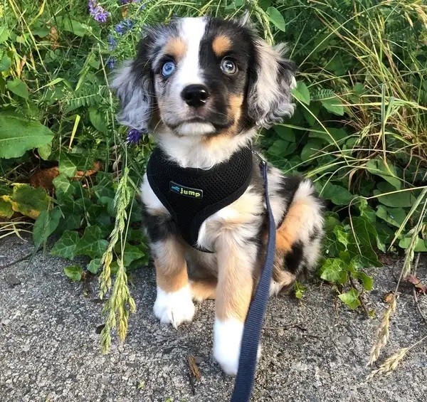 This is how a result of breeding a Dachshund and a Golden Retriever dog looks like. He is so lovely and unique, right?