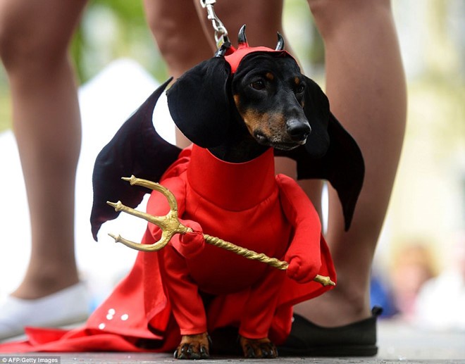 Dachshund Parade Costumes That Are Just Too Cute Dachshund Bonus