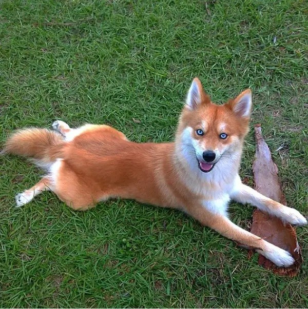 This is not a fox, is really a result of breeding between a Husky and a Pomeranian dog.