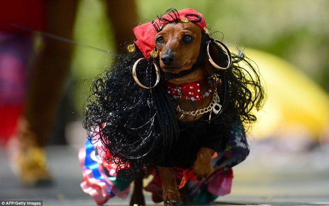 Dachshund Parade Costumes That Are Just Too Cute 3