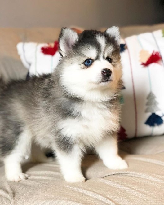 A small cute dog called Pomsky.