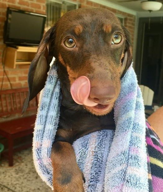 18 Funny Moments Showing That Dachshunds Are The Cutest Dogs 17