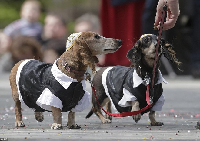 Dachshund Parade Costumes That Are Just Too Cute 4