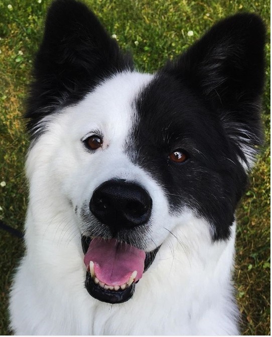 Bonus! A super cute dog. Guess the breeds of his parents.