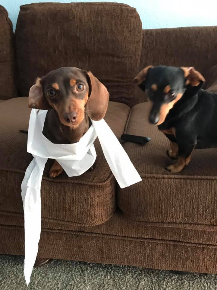 15 Terrible Things Dachshunds Will Do When You Are Not Home 5