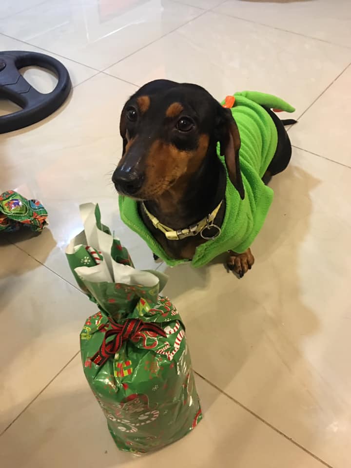 12 Signs Your Dachshunds Think They Are Your Bosses 5