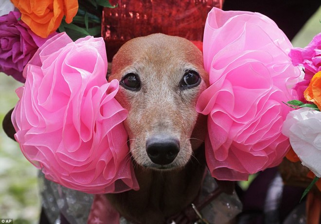 Dachshund Parade Costumes That Are Just Too Cute 5