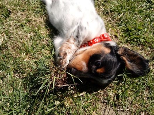 10 Reasons Dachshunds Are The Funniest Dogs 2