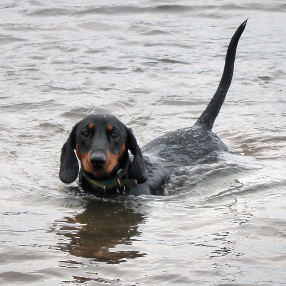 12 Amazing Reasons Dachshunds Are The Cutest Dogs On The Earth 10