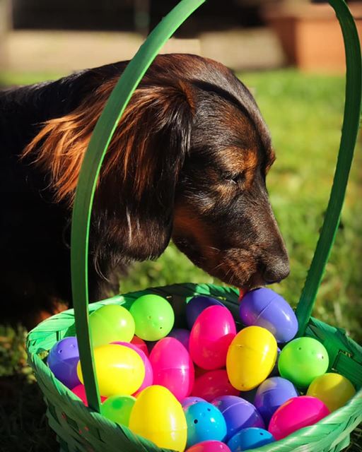 How To Make Your Dachshund's Hair Glossy And Shiny 2