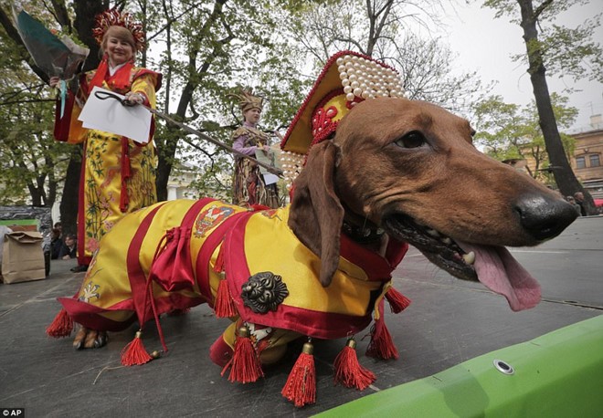 Dachshund Parade Costumes That Are Just Too Cute 6